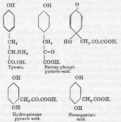 チロシン、パラ-ヒドロキシ-フェニルピルビン酸、中間体、ヒドロキノン ピルビン酸、ホモゲンチジン酸の化学構造式の図