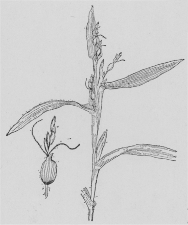 「ズズダマ」のキャプション付きの図