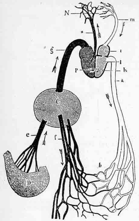 「第31a図 ガレノス学説の血管系についての図(ハーヴィの「血液循環」のフランス訳(1879)より) a=大動脈、b=動脈と静脈の吻合、C=肝臓、D=胃、f=肝を通った静脈、g=大静脈、h=心室間の壁の孔、i=右心房、I=左心房、m=肺静脈、N=肺、n=肺動脈、P=右心室」のキャプション付きの図