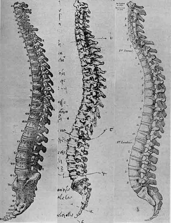 「第70図 脊椎 ヴェサリウス(左)レオナルド(中心)対照として現代(1856)のヴァンダイク・カーター(右) レオナルドの描写の優れていることを示す。」のキャプション付きの図