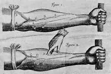 「第76図 ファブリシウスの実験を繰り返しているハーヴィの図」のキャプション付きの図