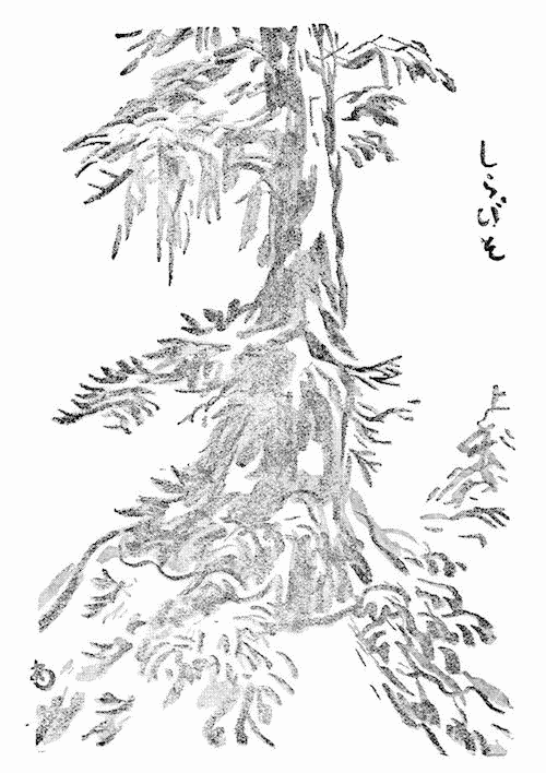 しらびその挿図