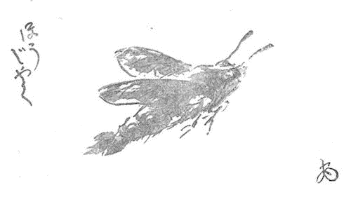 ほうじゃくの挿図