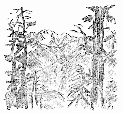 鷲羽岳と白檜の林の挿図