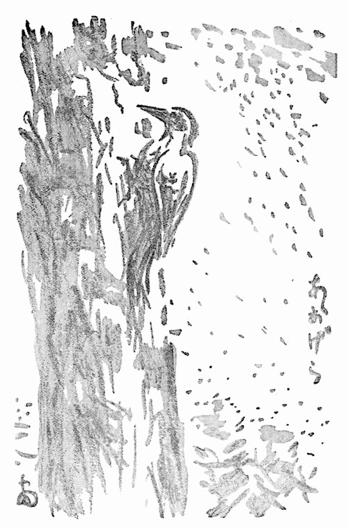 あおげらの挿図