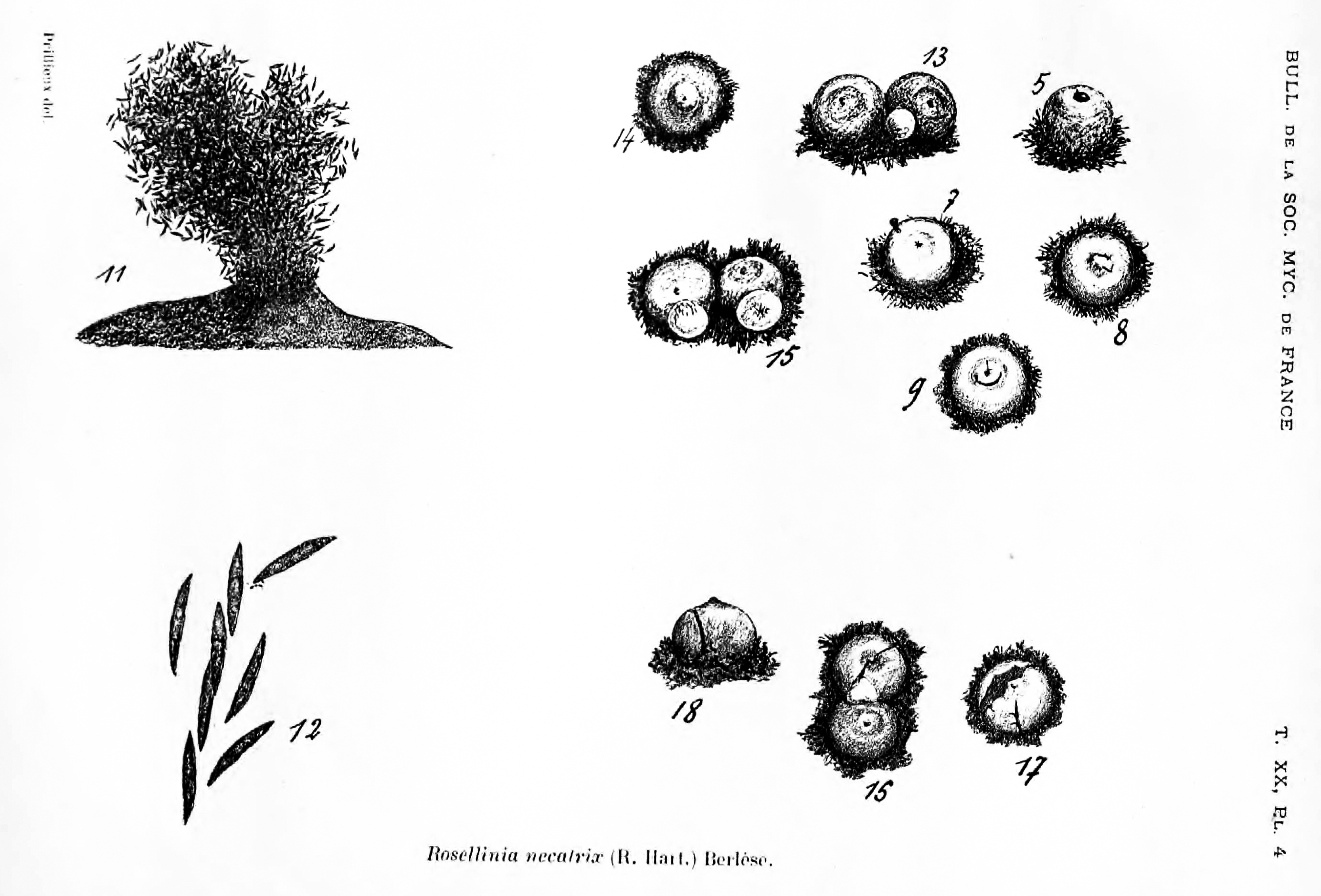 「BULL. DE LA SOC. MYC. DE FRANCE T. XX, PL. 4」のキャプション付きの図