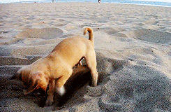 A dog digging up sand on a beach