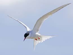 Arctic Tern