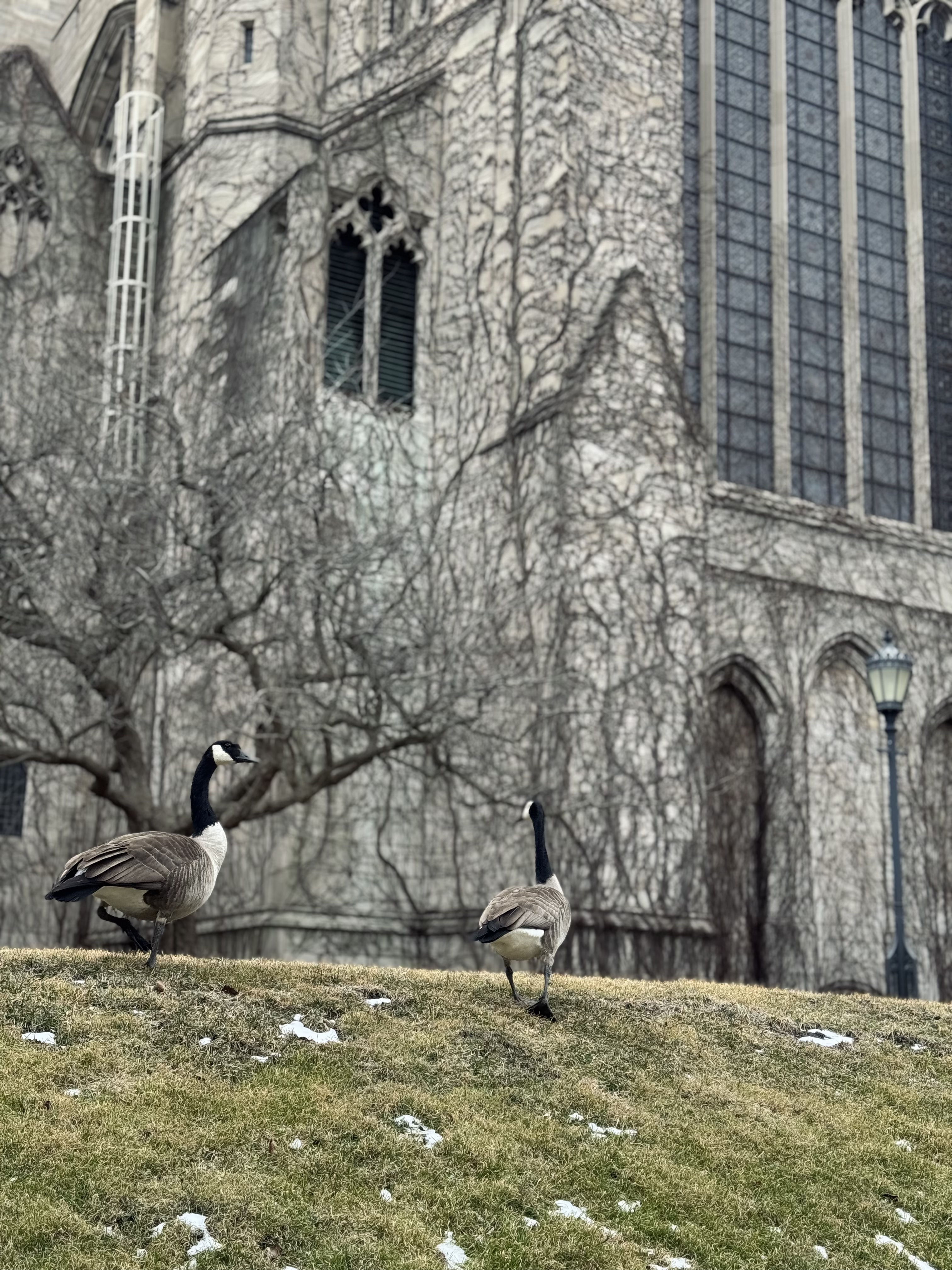 Canada Goose are naturally migrant birds. But sometimes they become year long resident and live on our sandwich breads…