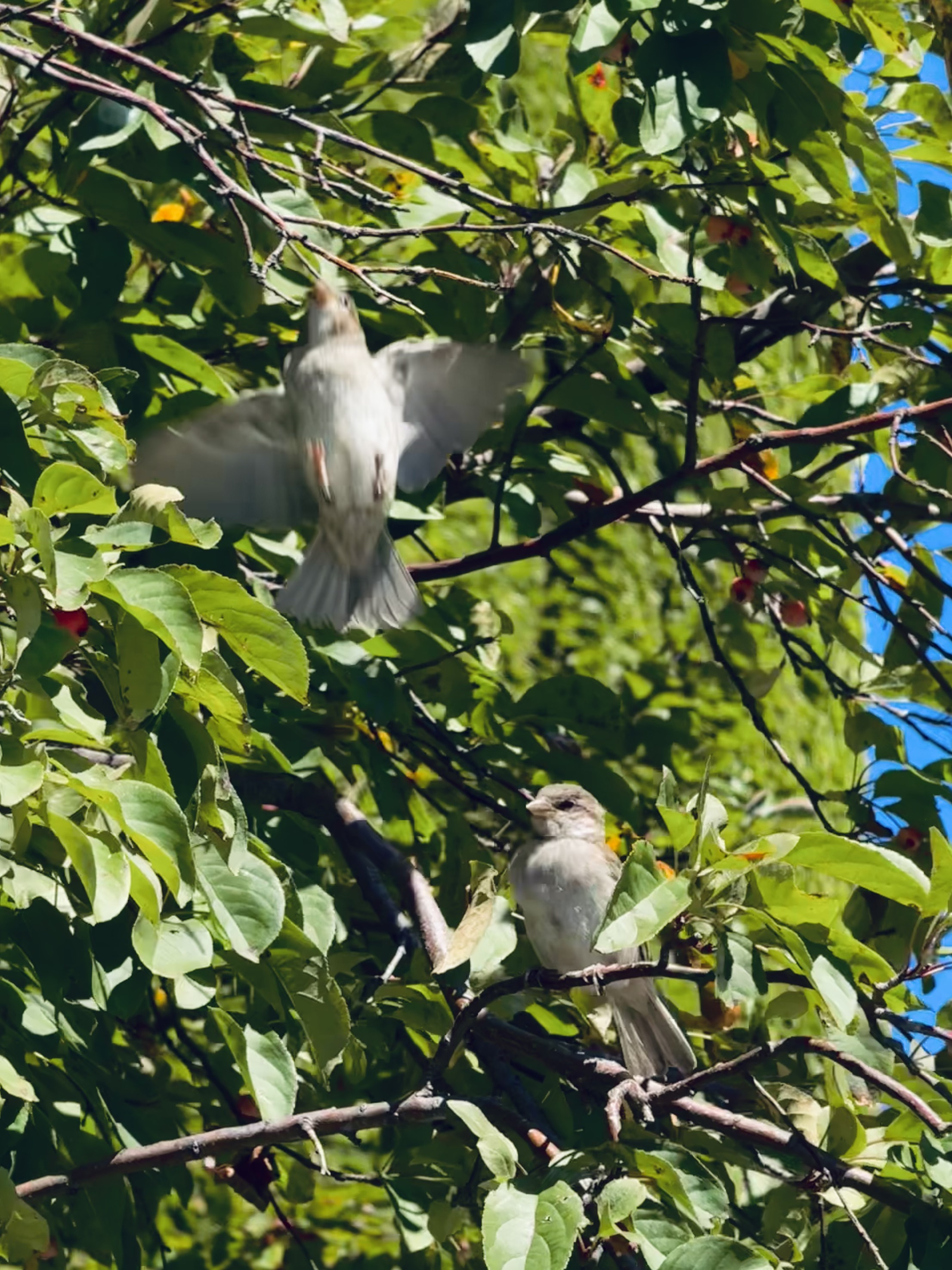 Birds and trees in Hyde Park near my apartment.