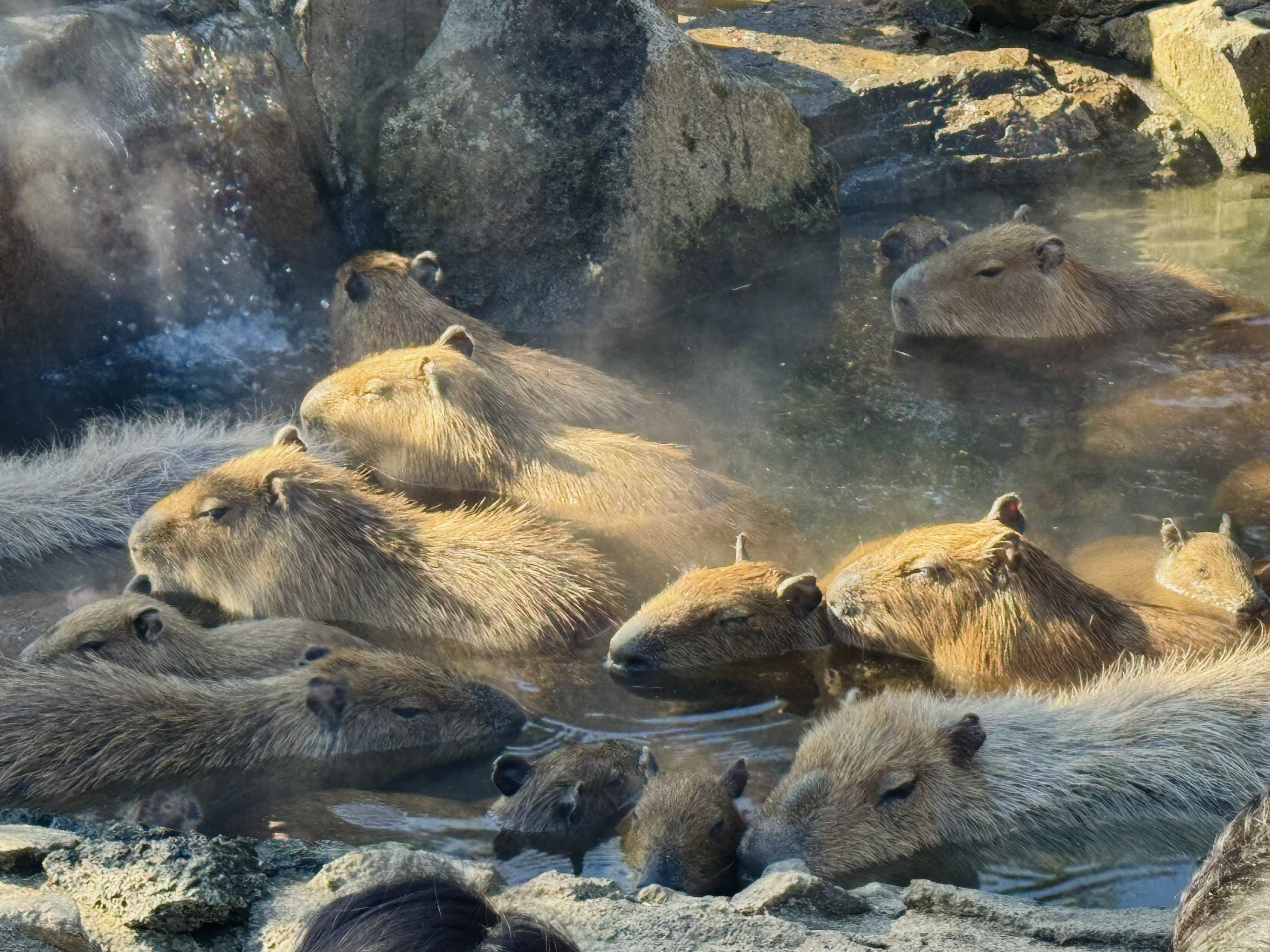 Yes, Capybaras in the hot springs! Soaked in steaming baths, they really radiate an aura of pure tranquility.