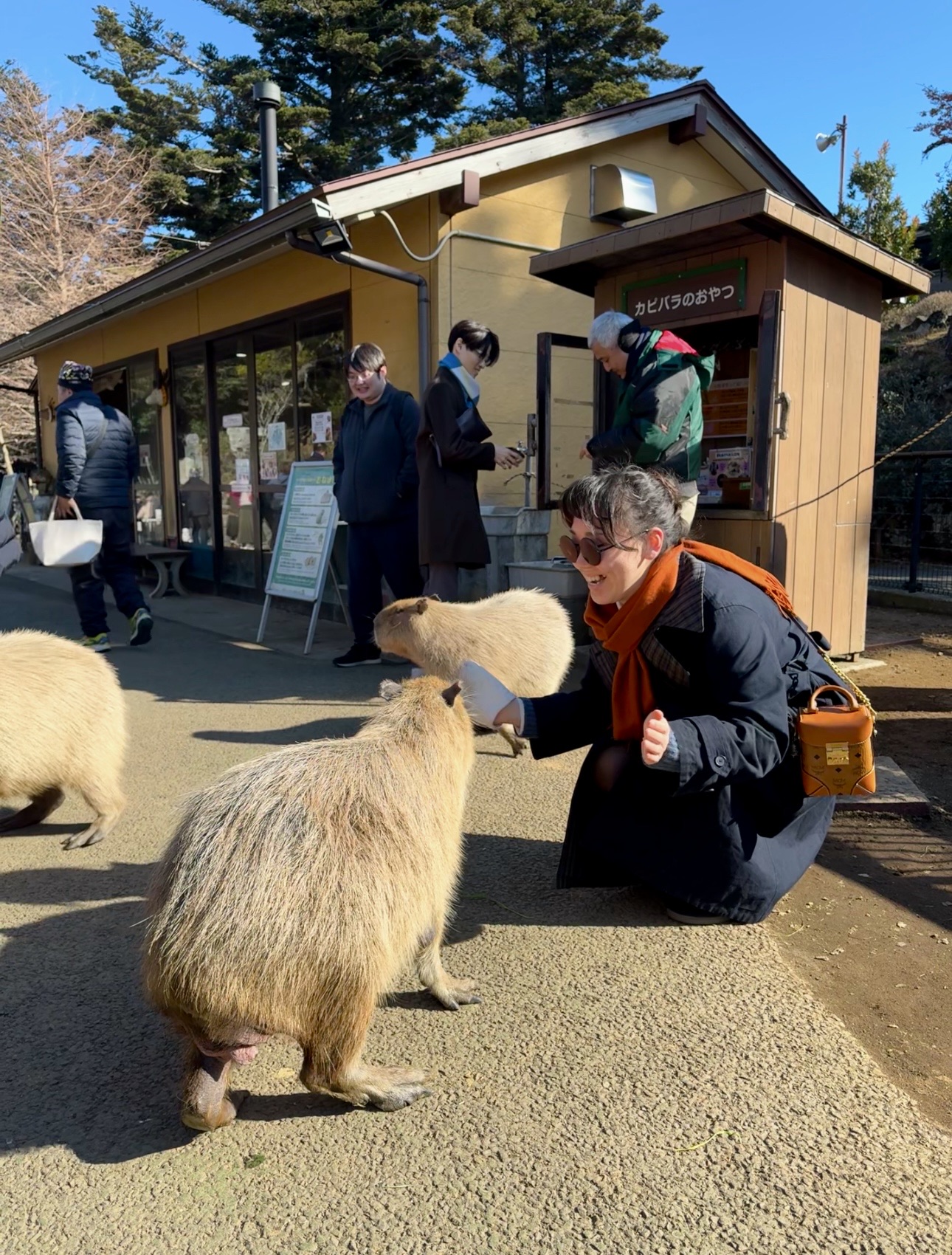Capybaras are essentially pig-like Rodents — xxl guinea pigs. Btw they og from South America.