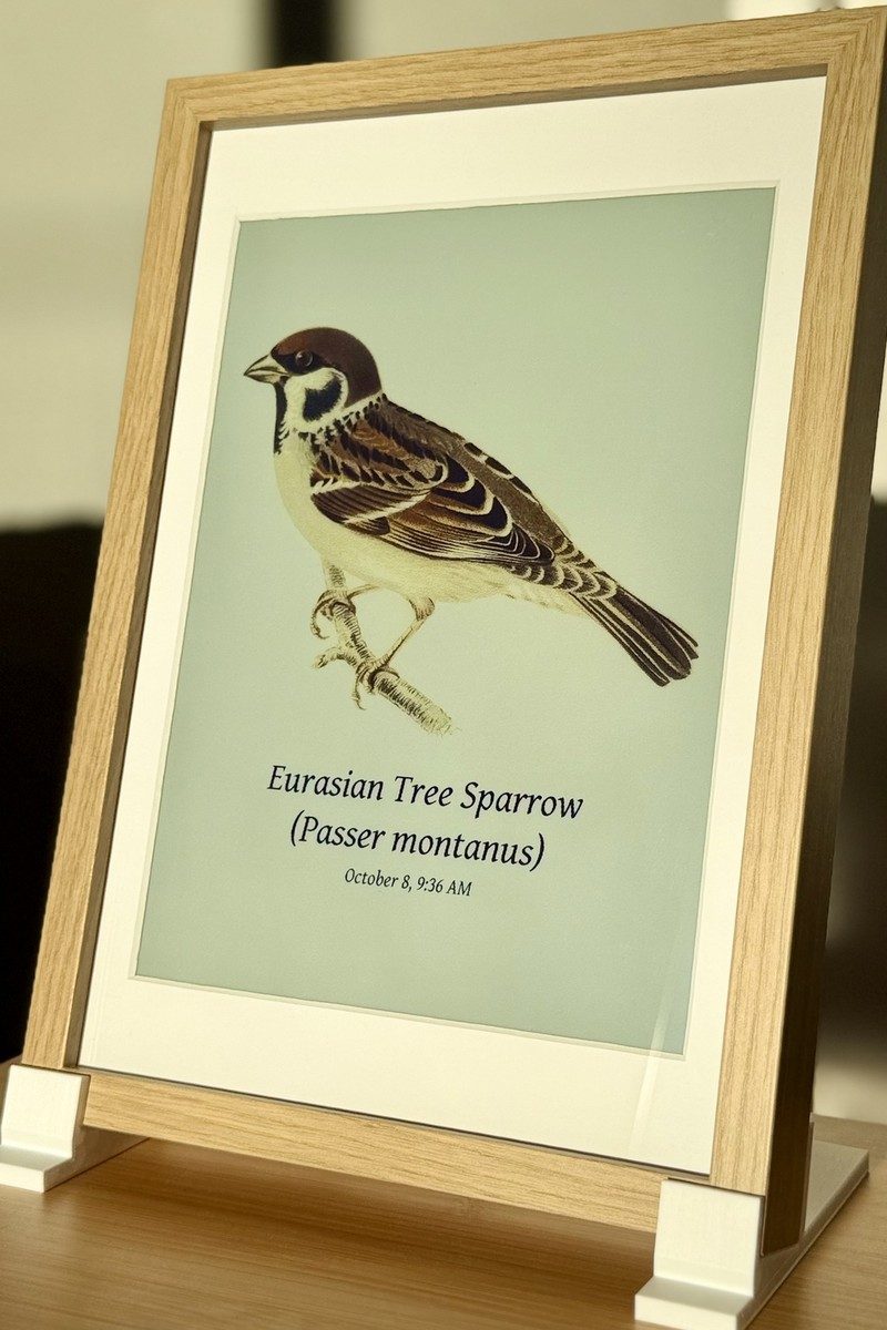 The frame showing a single Eurasian Tree Sparrow with its name and the time it was heard