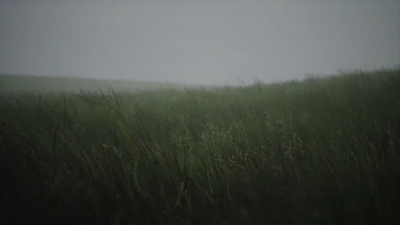 Field Grass