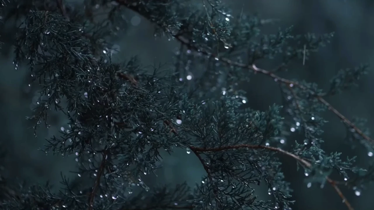 Pine Forest