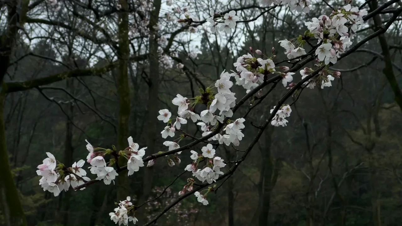 Sakura