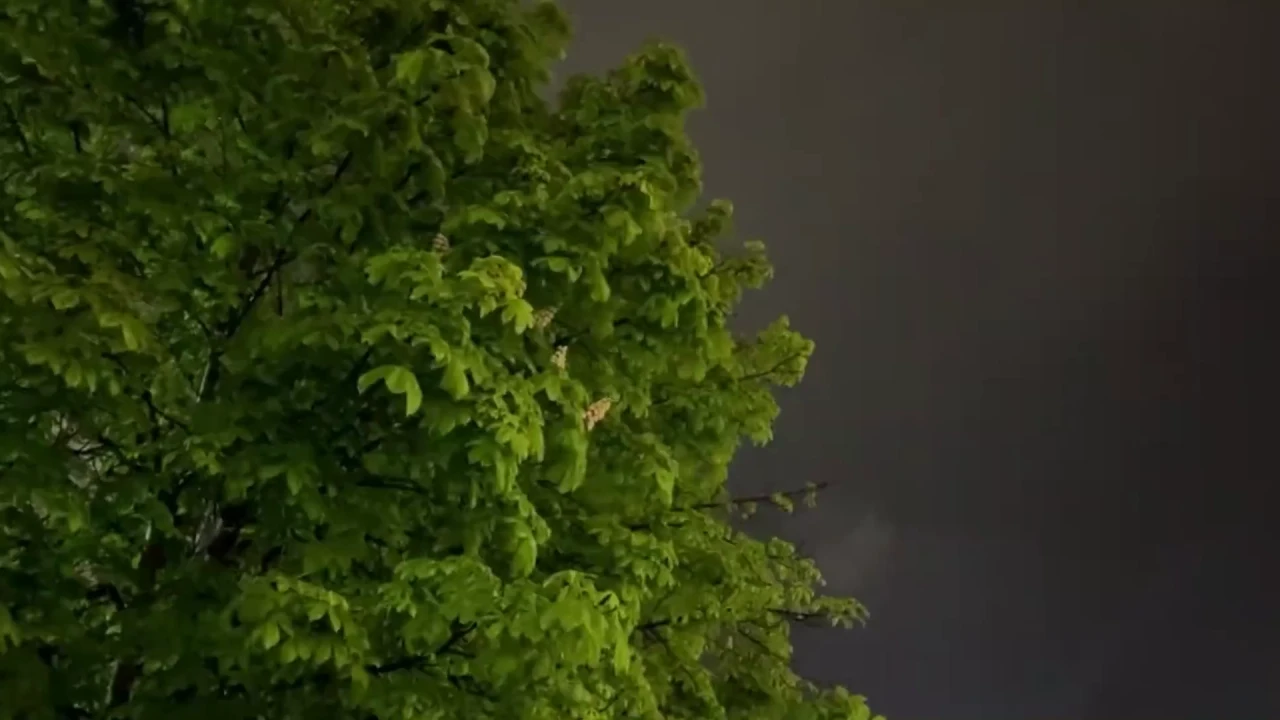 Cloudy Tree