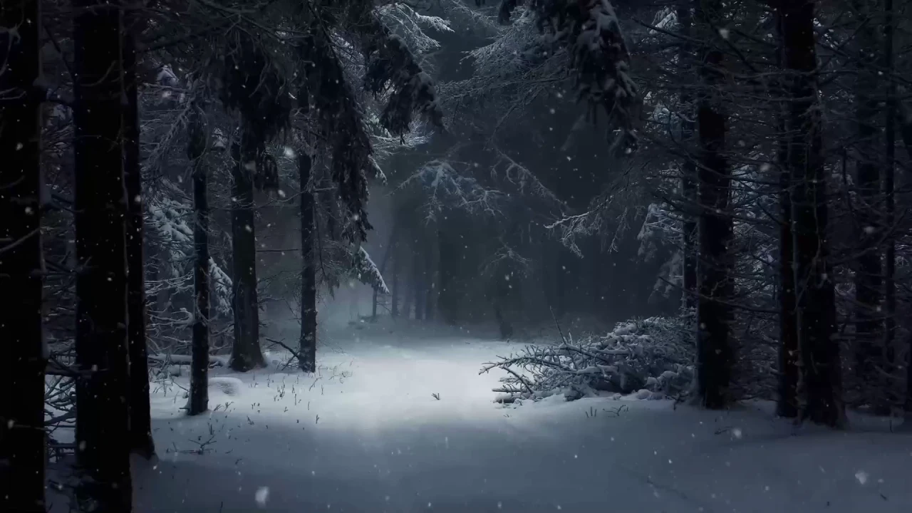 Winter Forest