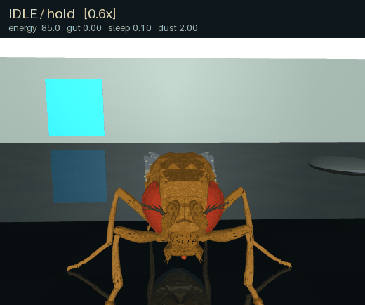 Fly rubbing its front legs