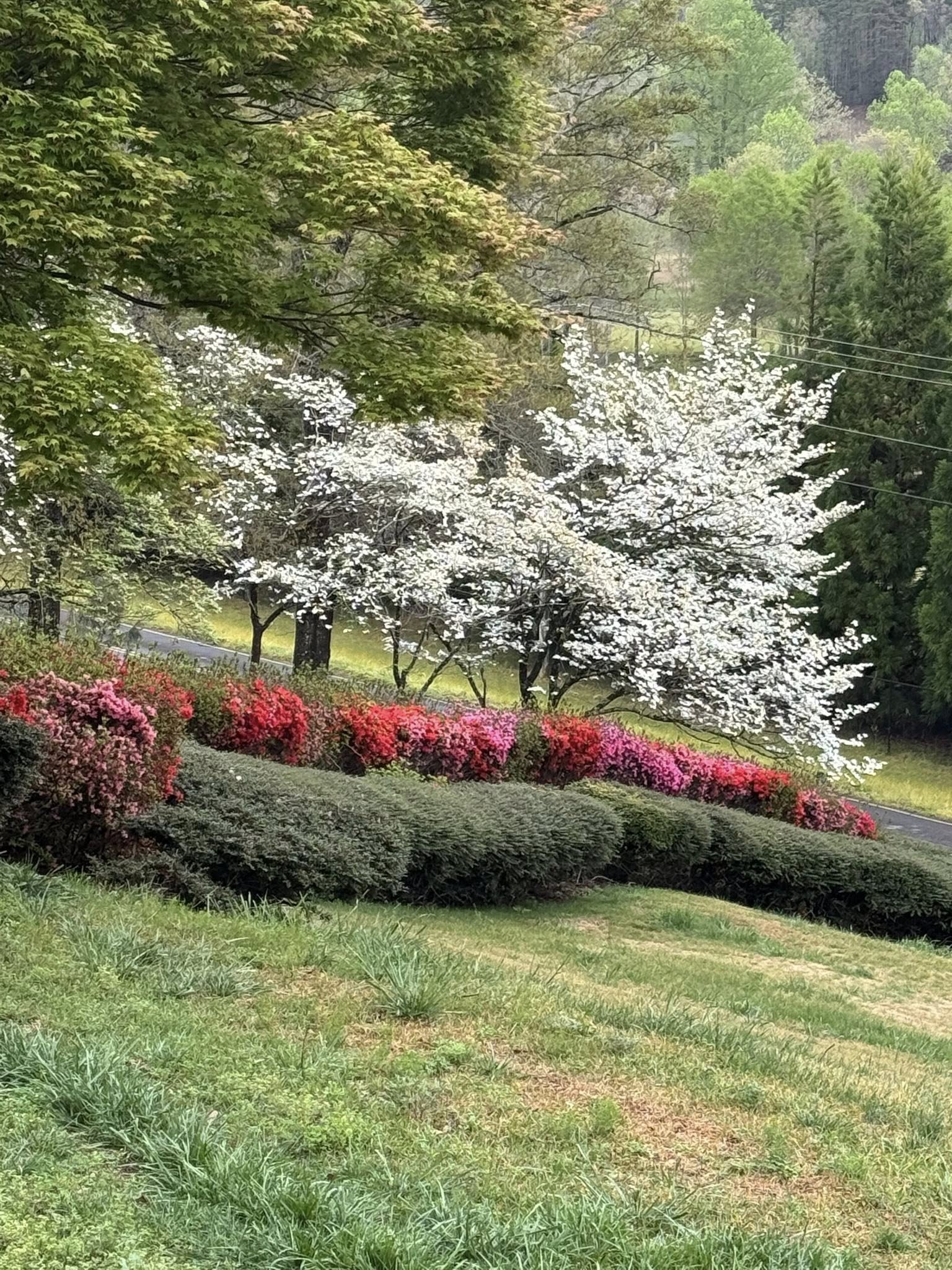 Blooming trees and azaleas on the hillside