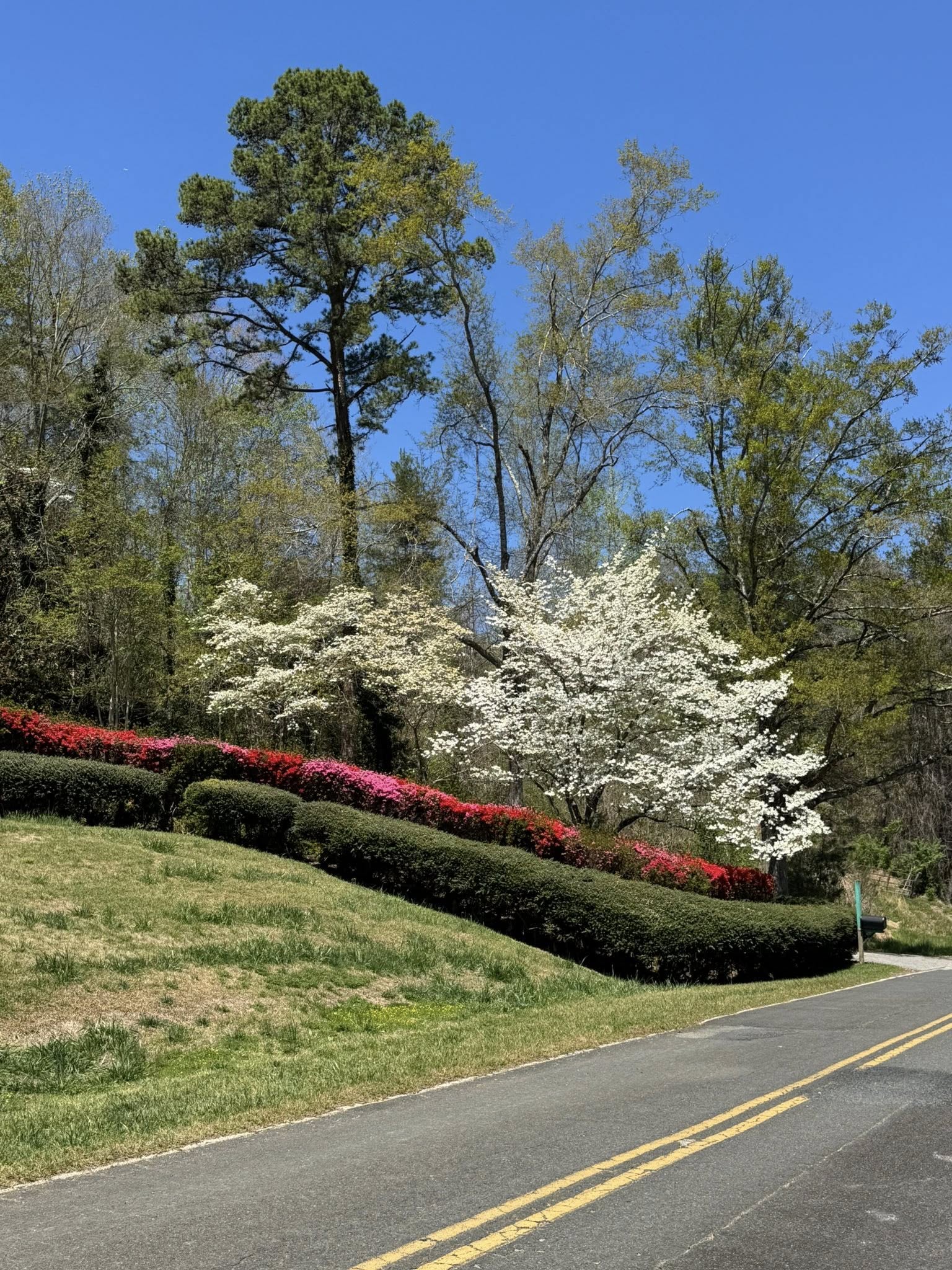 Dogwoods, azaleas, and spring landscape