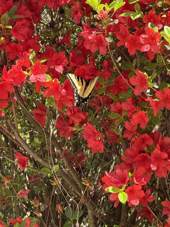 Butterfly feeding on red azaleas