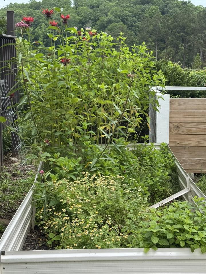 Thriving raised garden bed