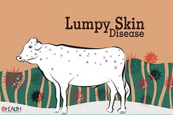 Automatic Detection Of Lumpy Skin Disease Using Deep Learning Techniques   Lumpy Skin Disease 