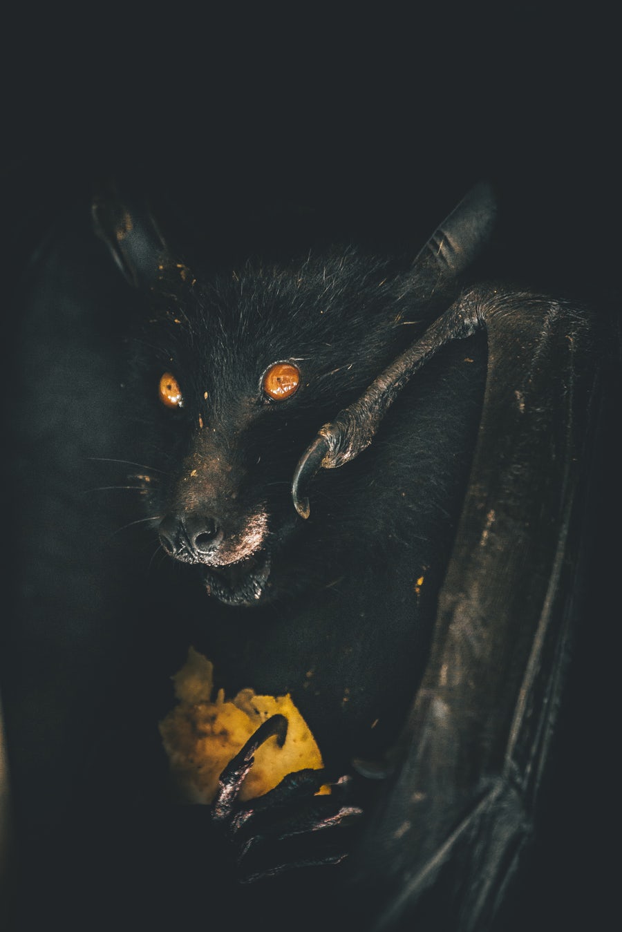 Bat