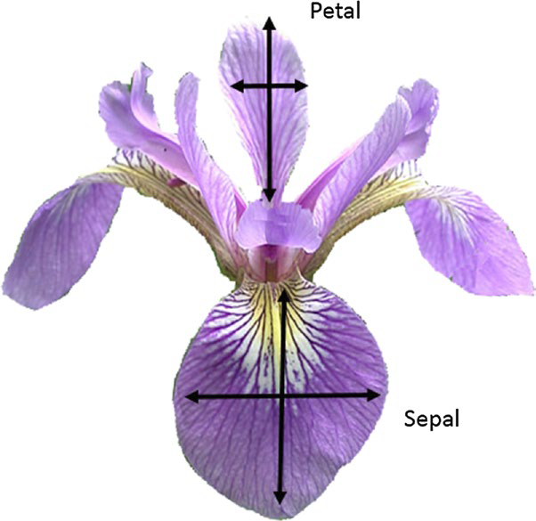 Purple iris with arrows denoting the width and length of the petal and sepal.