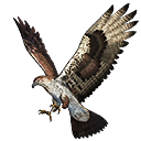 Pet skin: Senu (Falco)