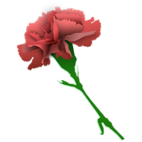 Carnation