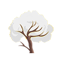 White Trumpet Tree