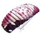 Parachute - Plum Blossom