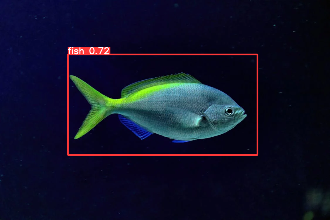 Detected and labelled fish with 72% confidence