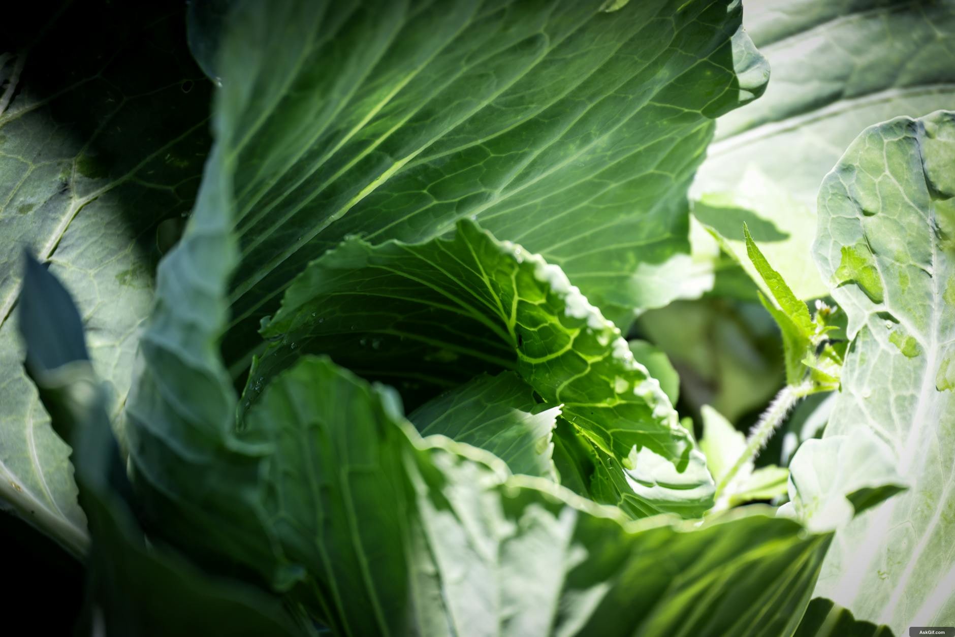 Nutritional Deficiencies