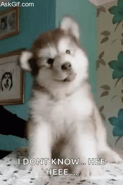 Government when asked about migrant labour deaths during lockdown.