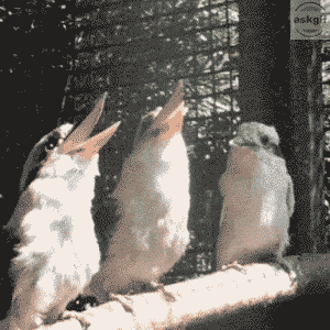 When there are two ladies in a group discussion.