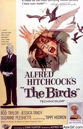 The Birds
