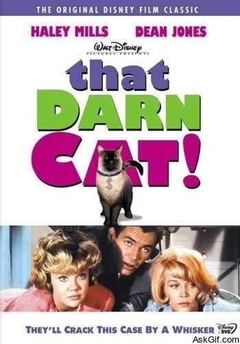 That Darn Cat!
