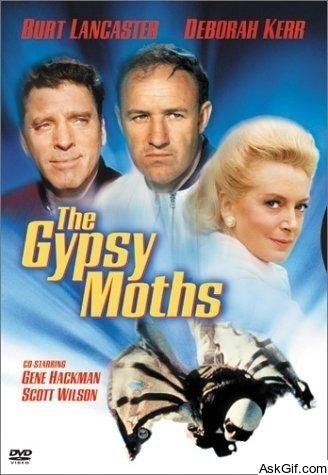 The Gypsy Moths