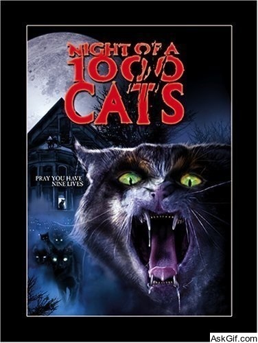 The Night of a Thousand Cats