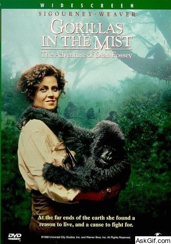 Gorillas in the Mist