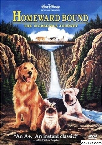 Homeward Bound: The Incredible Journey