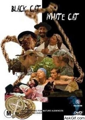 Black Cat, White Cat