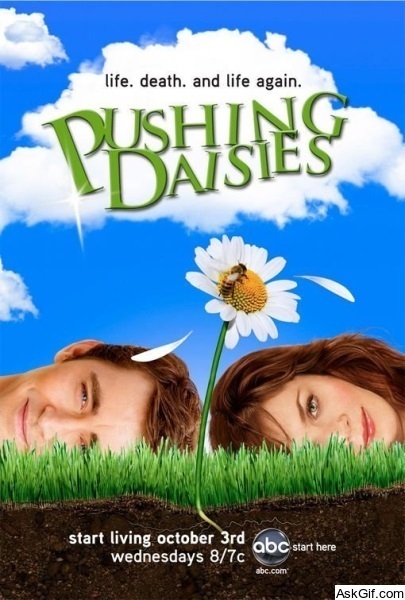 Pushing Daisies