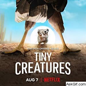 Tiny Creatures