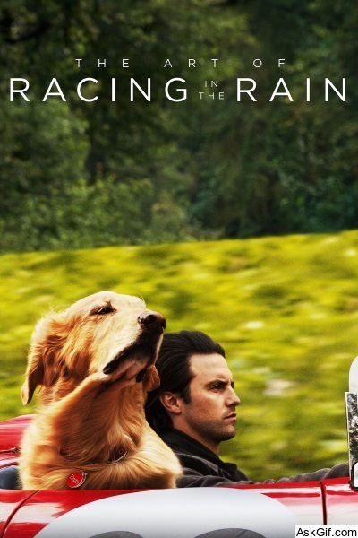 The Art of Racing in the Rain
