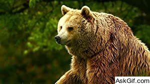 Unedited Footage of a Bear