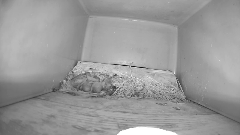 Livebild aus dem Nistkasten unserer Mauersegler.